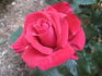 Marilyn Wellan (hybrid tea, Edwards rose photo