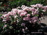 Smiles rose photo