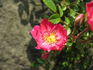 Suma rose photo
