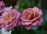 Chipmunk rose photo