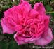 Triomphe de Toulouse rose photo
