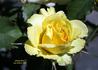 Shining Hour ™ rose photo