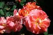 Spice So Nice™ rose photo