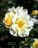 Sky's The Limit™ rose photo