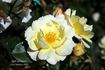Sky's The Limit™ rose photo