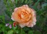 La Parisienne rose photo