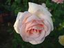 Geraldine Ferraro rose photo