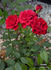 Lovania rose photo