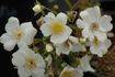 R. rubus rose photo