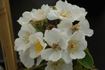 R. rubus rose photo