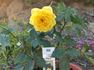 Mistral rose photo