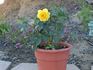 Mistral rose photo