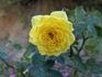 Mistral rose photo