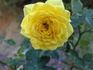 Mistral rose photo