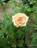 Party Girl ® rose photo