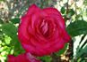 Brooks' Red rose photo