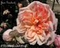 Jean Guichard rose photo