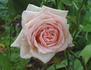 Cinderella rose photo