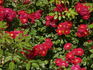 Gruss an Baden-Baden rose photo