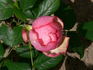 Pierre Bonnard ® rose photo