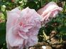 Madame Ballu rose photo