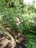 Madame Ballu rose photo
