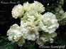 Summer Snow, Cl. rose photo