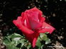 JACraz rose photo