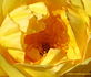 Celebrity rose photo