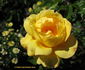 Celebrity rose photo