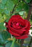 Erika Pluhar rose photo