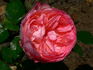 Pierre Bonnard ® rose photo