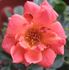 Bambino ™ rose photo