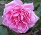 Mrs. Fred Searl rose photo