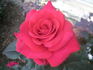 Marilyn Wellan (hybrid tea, Edwards rose photo