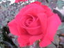 Blake Hedrick rose photo