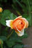 Amazing Palace rose photo