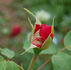 Druschki Rubra rose photo