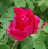 Druschki Rubra rose photo