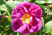 3-01 rose photo