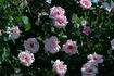 Inspiration rose photo