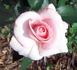 Éterna ® rose photo