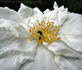 Rosa rugosa alba plena rose photo