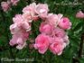 Frau Lina Strassheim rose photo