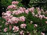 Frau Lina Strassheim rose photo