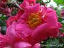 Chaplin's Pink Cluster rose photo