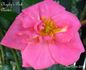 Chaplin's Pink Cluster rose photo