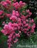 Chaplin's Pink Cluster rose photo