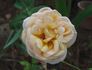 Charlie Chaplin rose photo