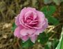 The Colwyn Rose rose photo
